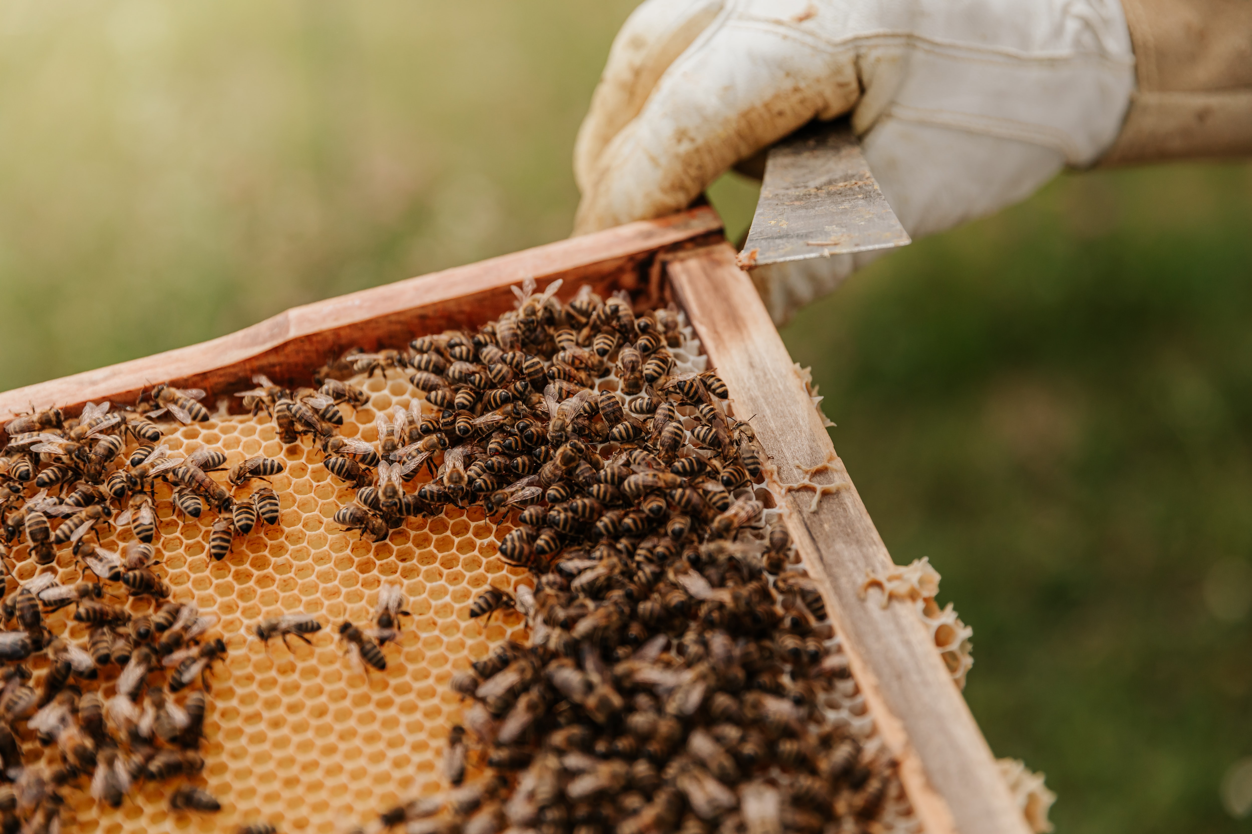 ruche-propolis-extraction ruche-propolis-extraction